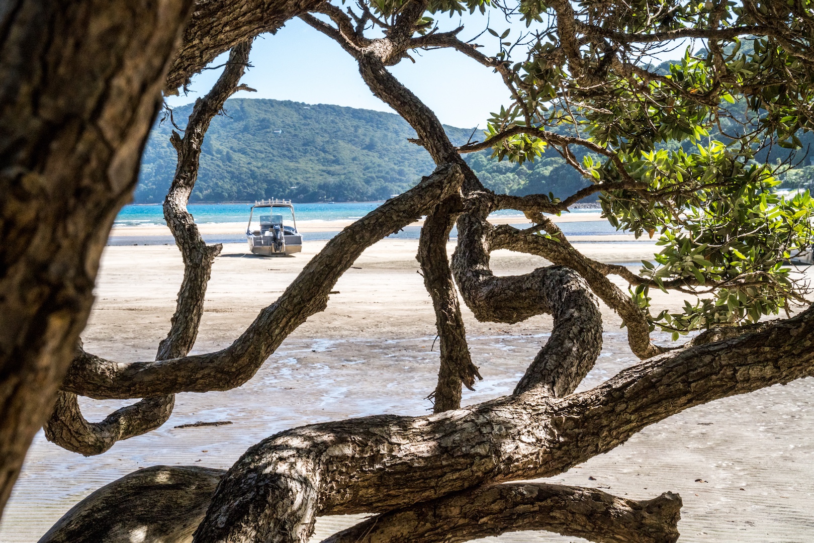 trees at low tide at tryphena beach on great barrier island