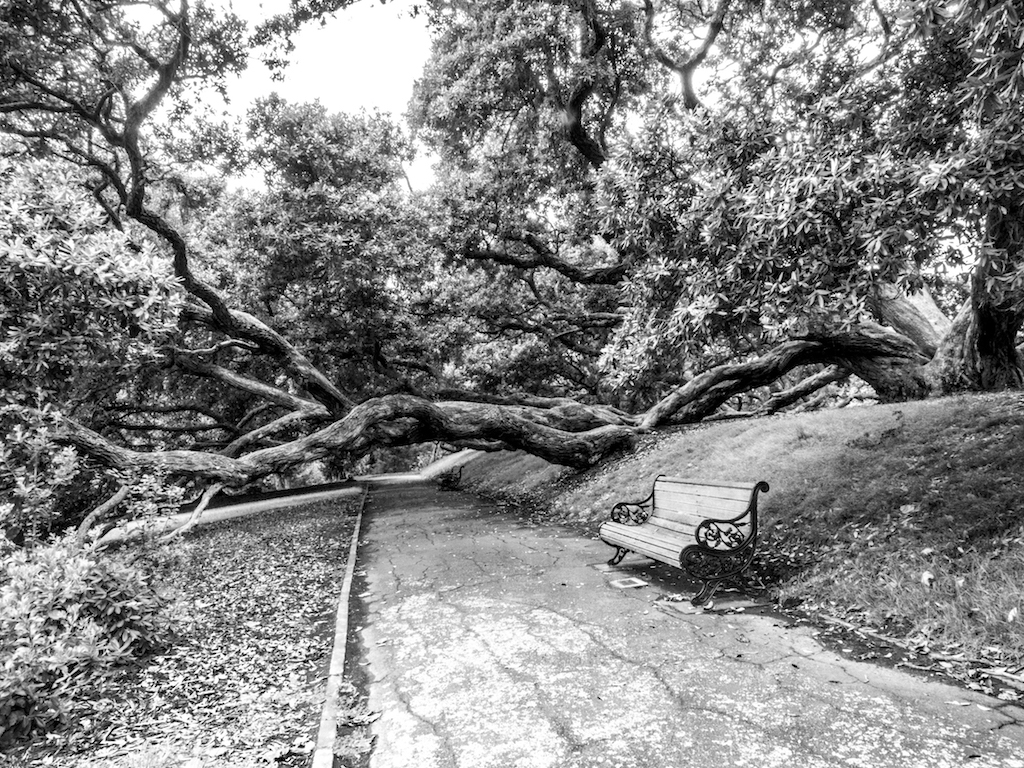 Dove Myer Robinson Park