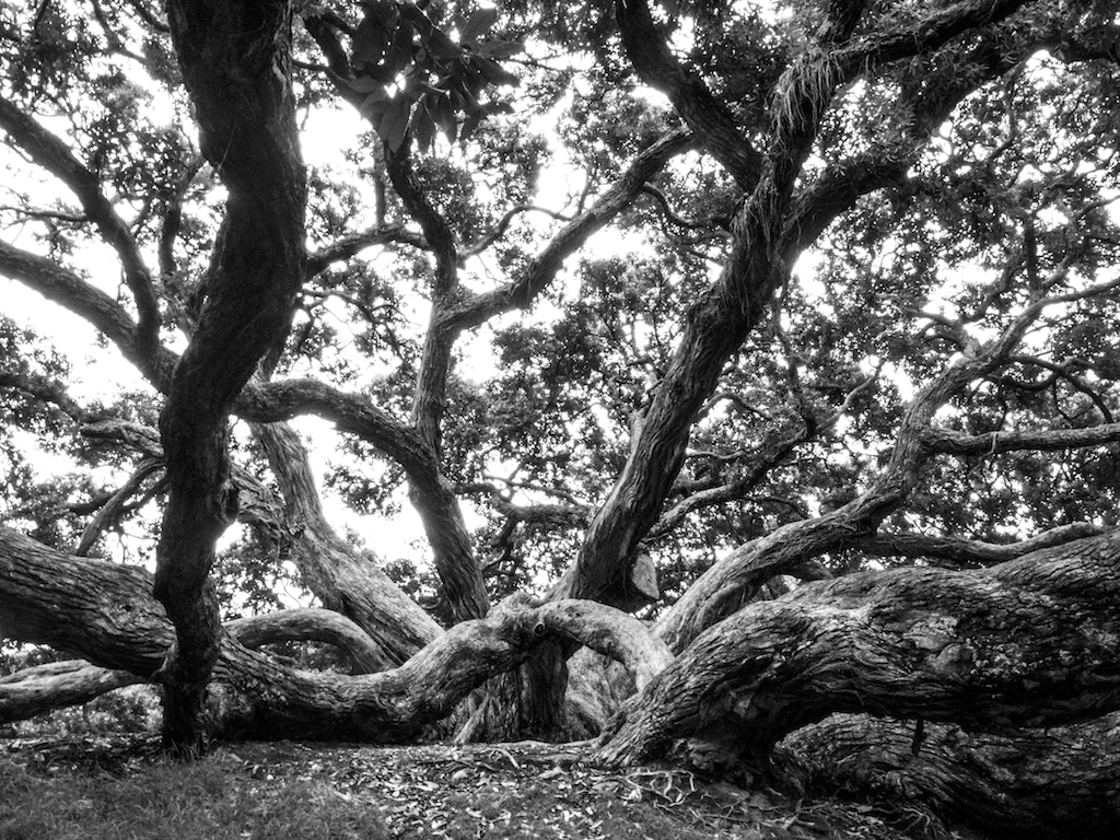 Dove Myer Robinson Park Tree