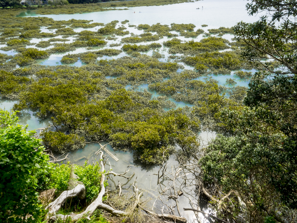 Hobson Bay Mangroves - Landscape Photography