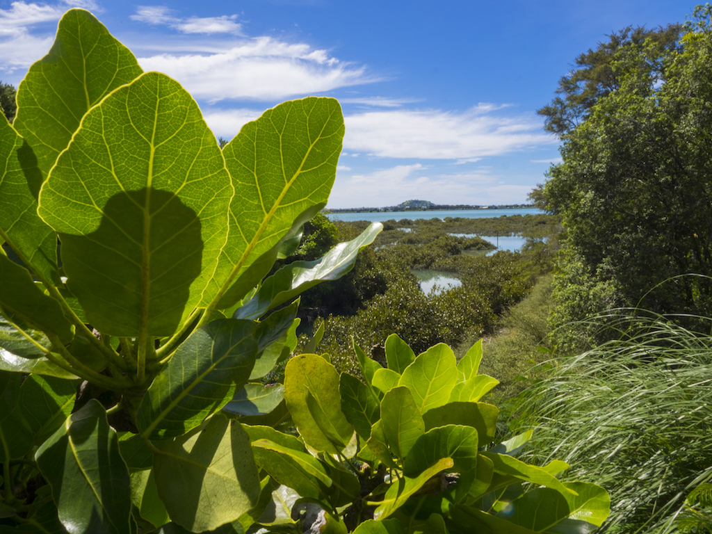 Hobson Bay - Landscape Photography - Auckland