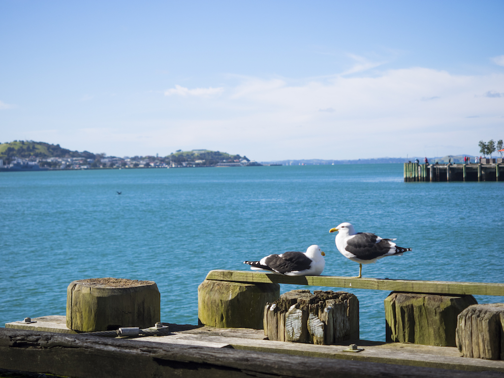 Viaduct Harbor Seagulls - Street Photography Auckland