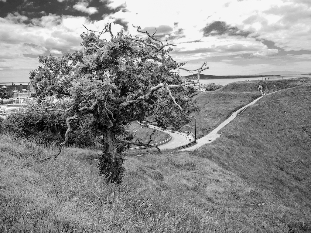Mount Eden Tree - Black & White