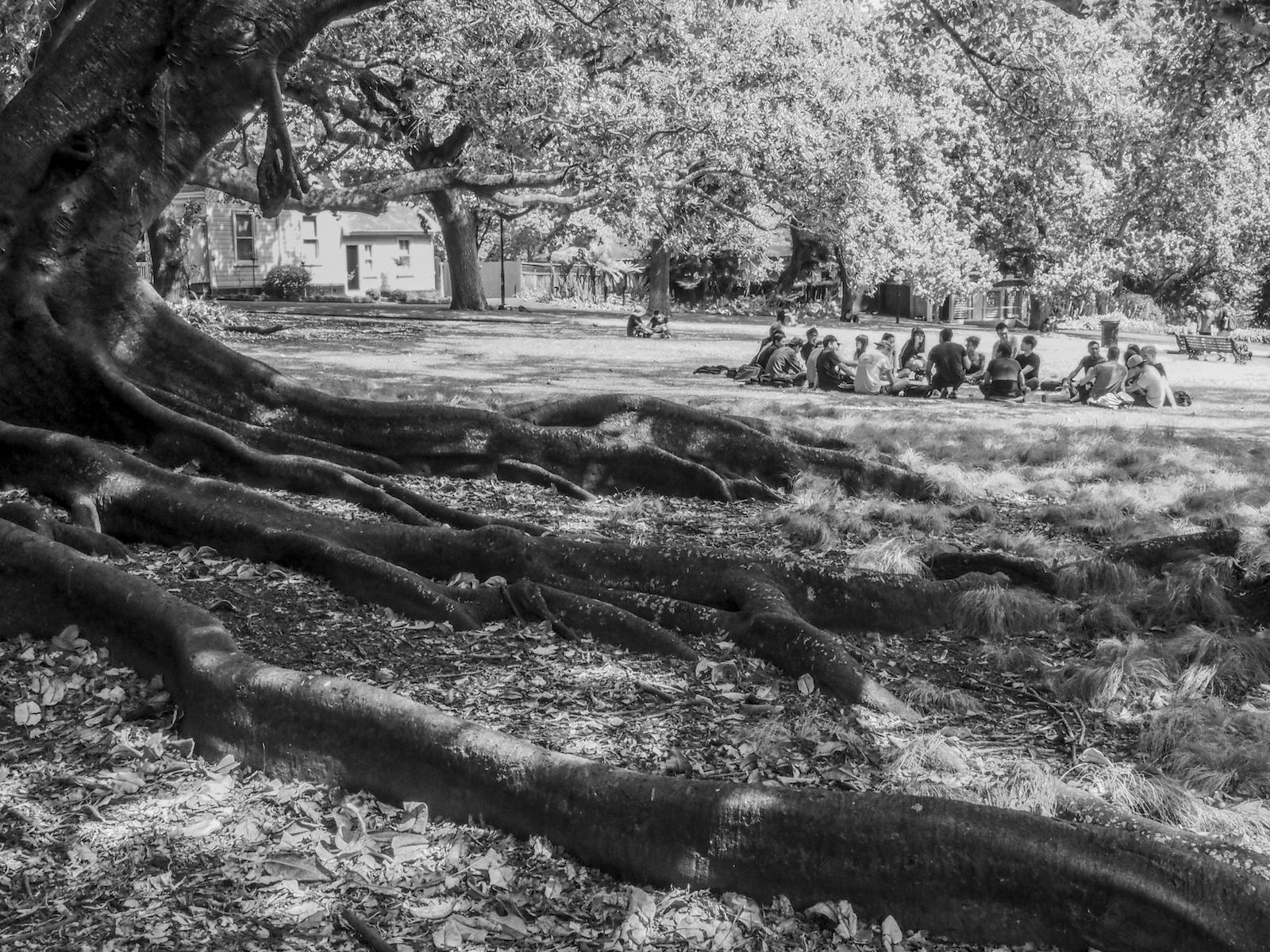 Albert Park Tree - Black & White - Street Photography Auckland