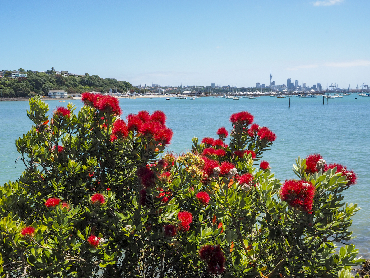Okahu Bay Pohutukawa - Street Photography Auckland