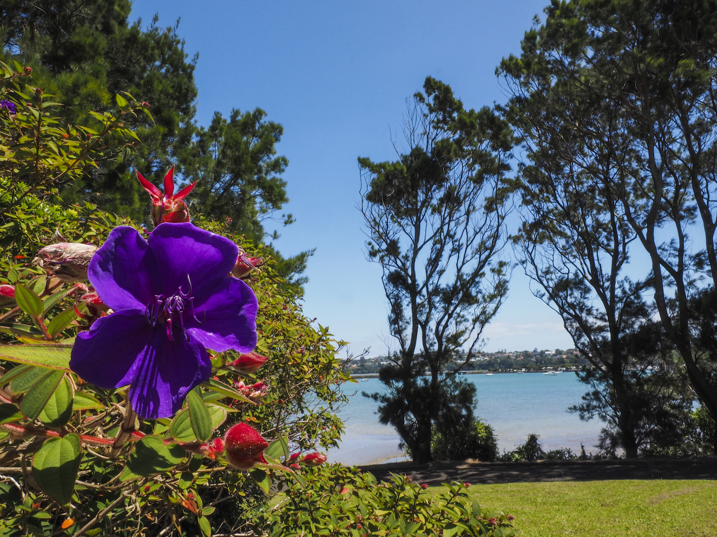 Orakei Basin Flowers - Street Photography Auckland
