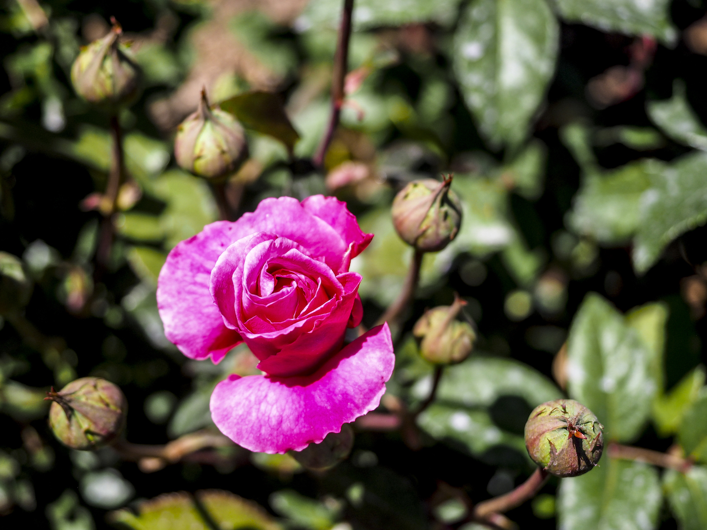 Parnell Rosegardens - Street Photography Auckland