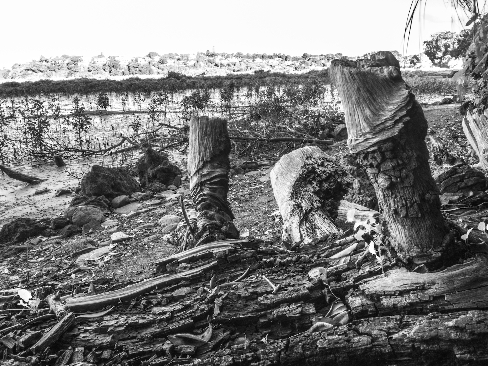 Hobson Bay Driftwood - Street Photography Auckland