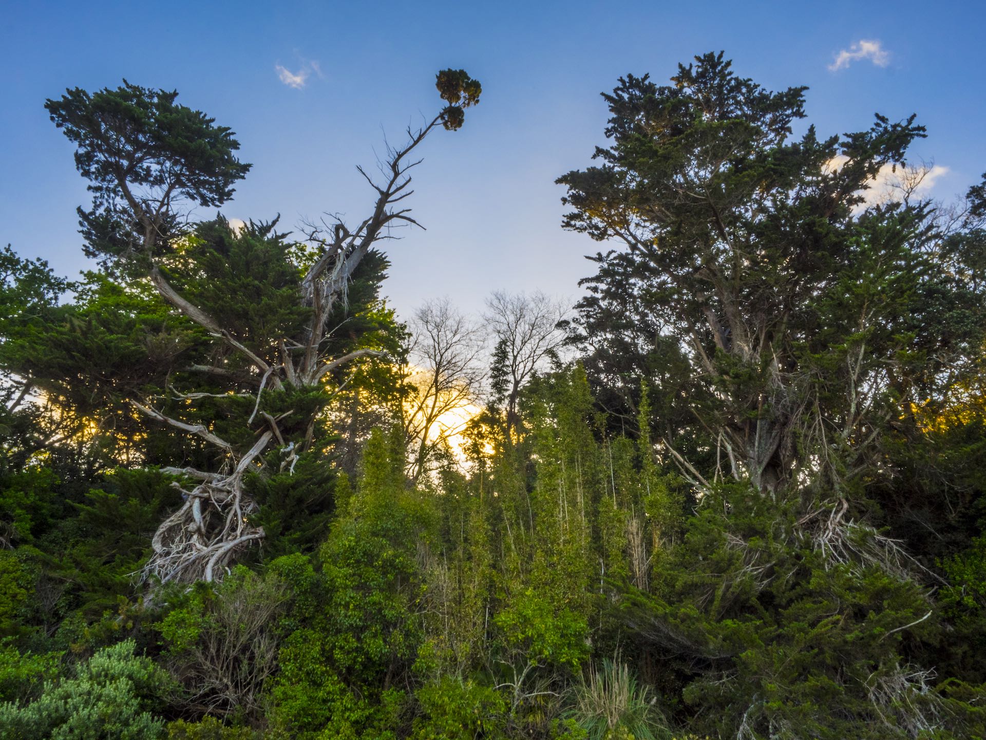 Hobson Bay Walkway - Landscape Photography Auckland