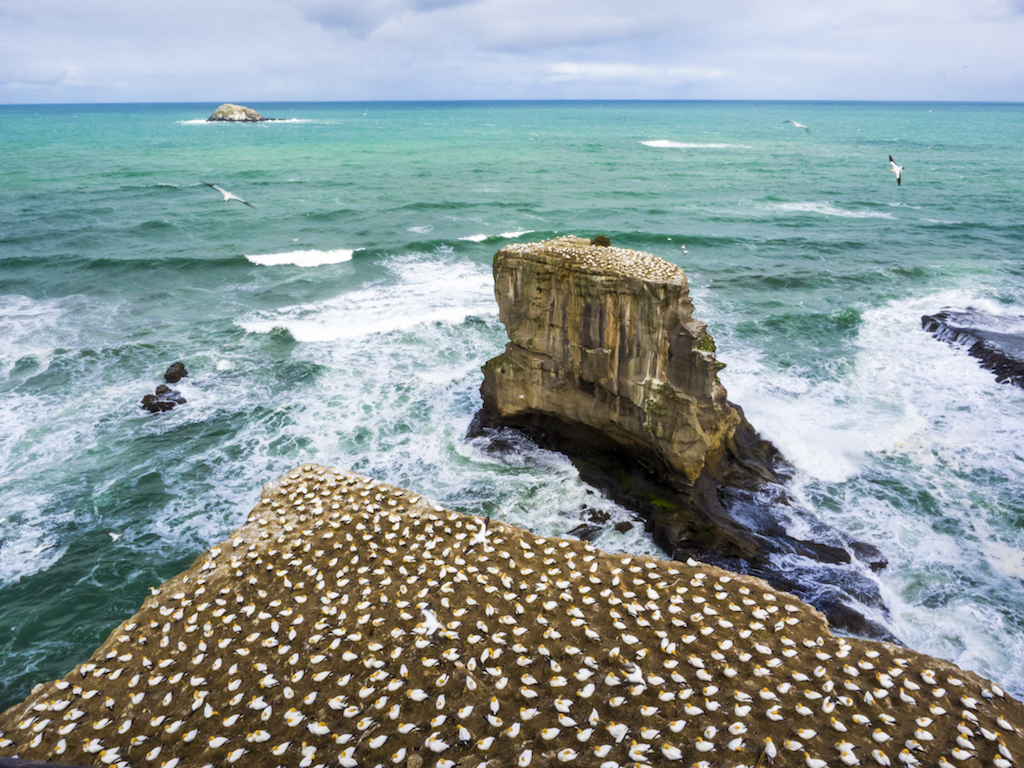 Muriwai Bird Colony - Landscape Photography Auckland