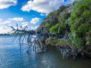 Orakei Basin Nature - Street Photography Auckland