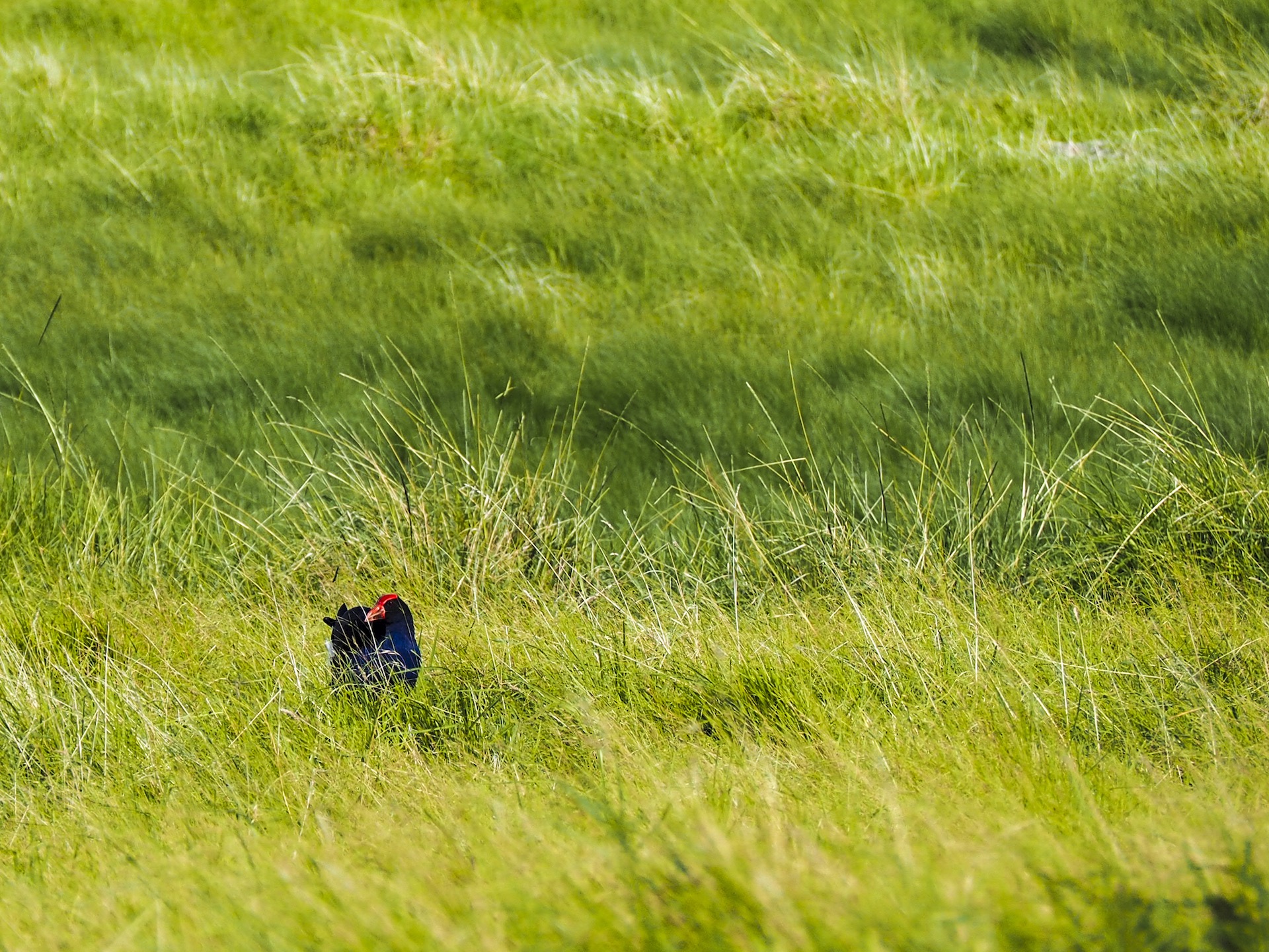 Pukeko bird hiding in high grass in Ambury Park