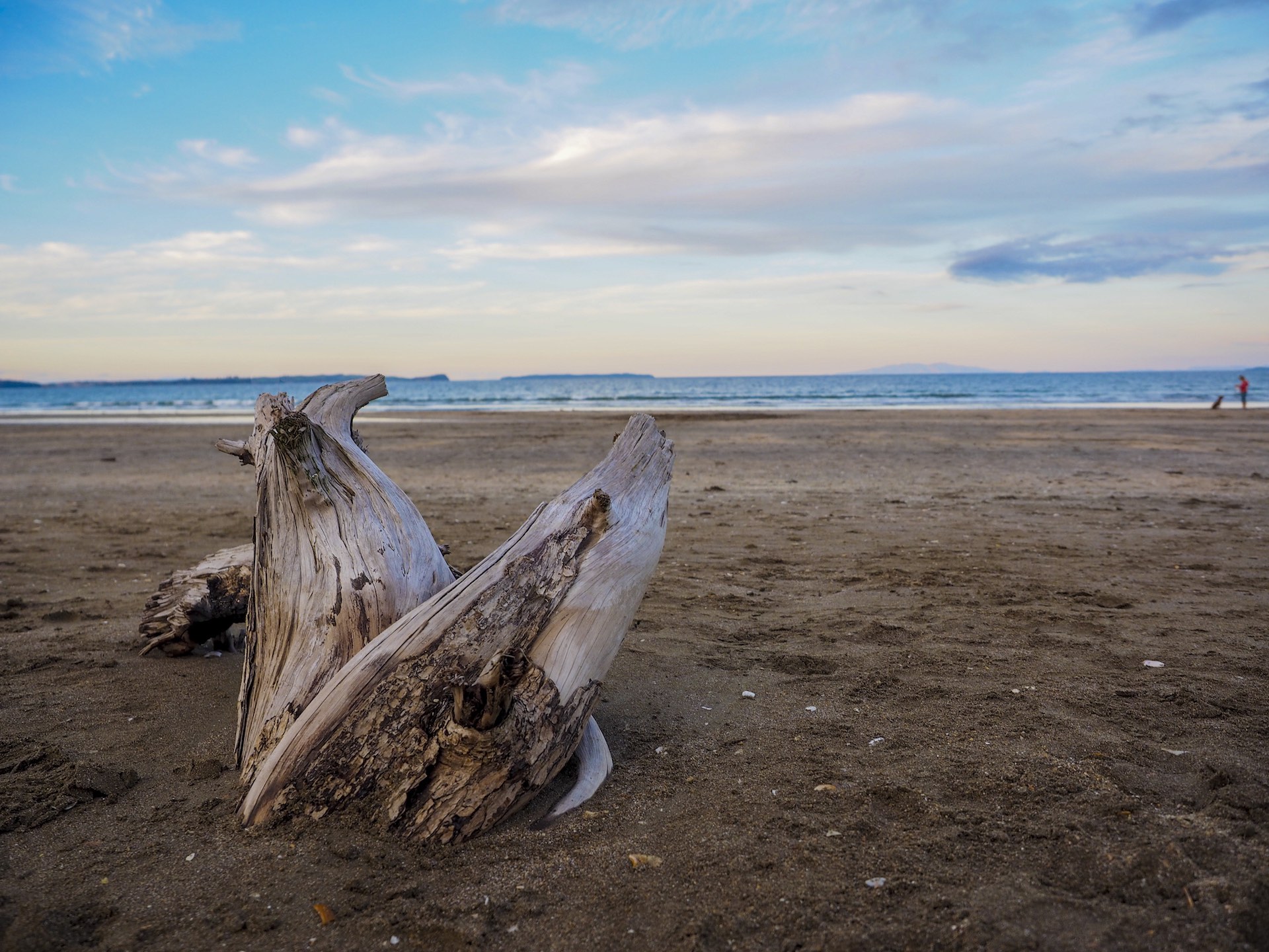 Driftwood Longbay Beach