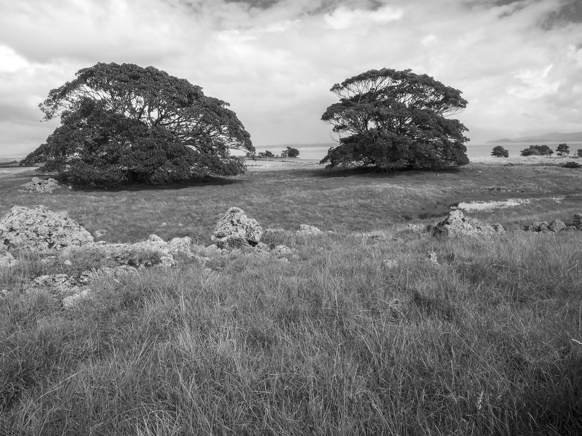 Otuataua Stonefields