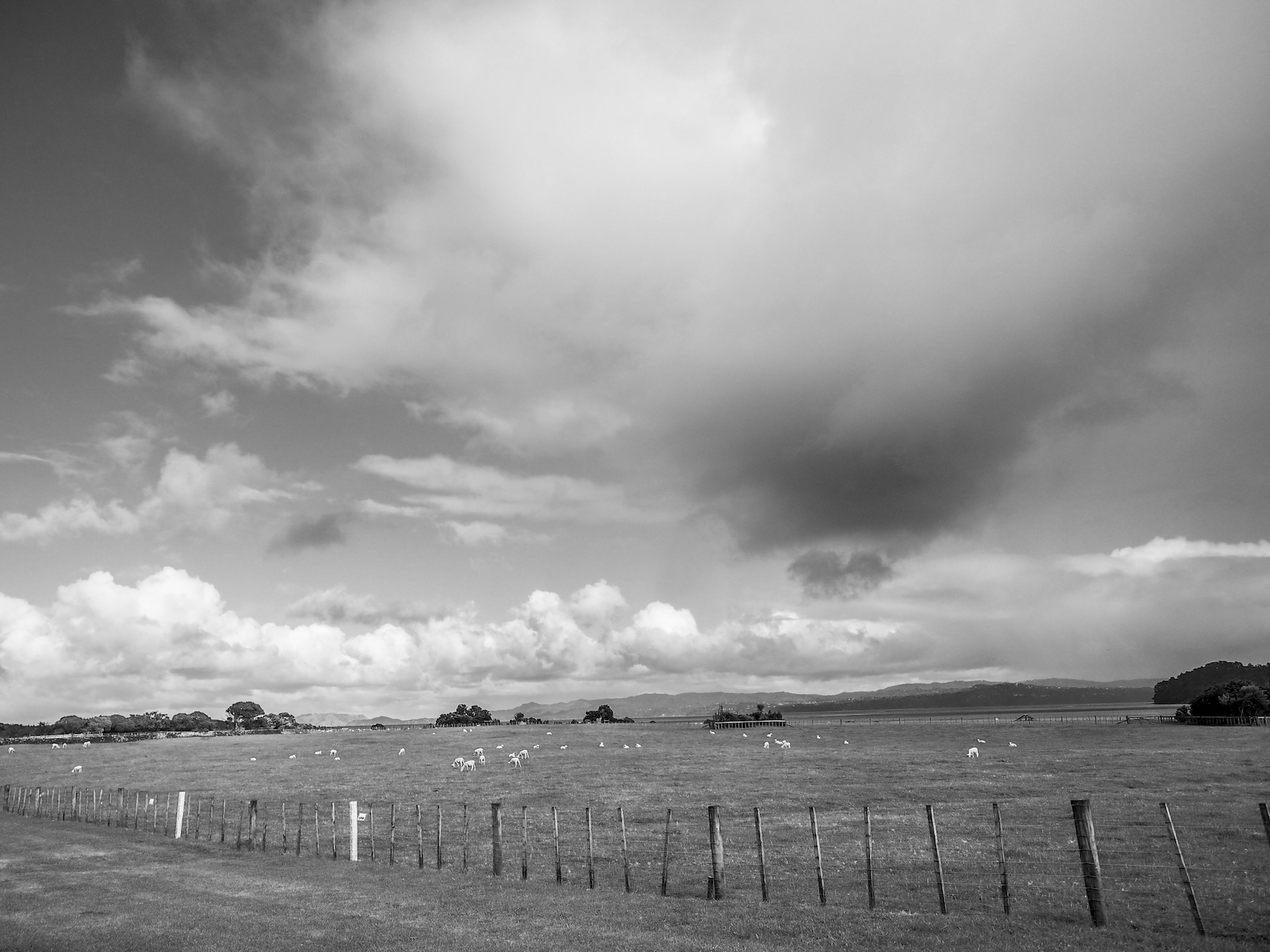 Clouds and Sheeps in Ambury Regional Park