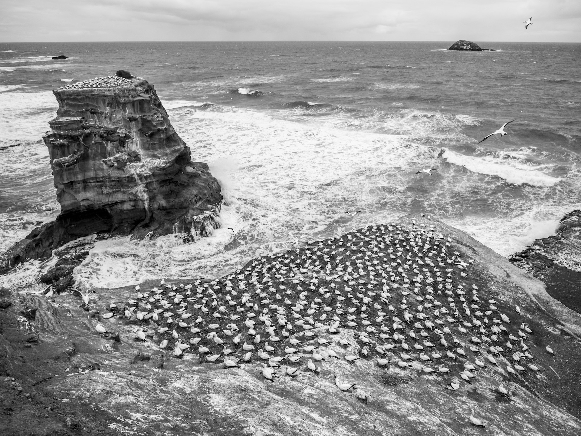 Image showing the nests of the Gannets at the Muriwai Gannet colony.