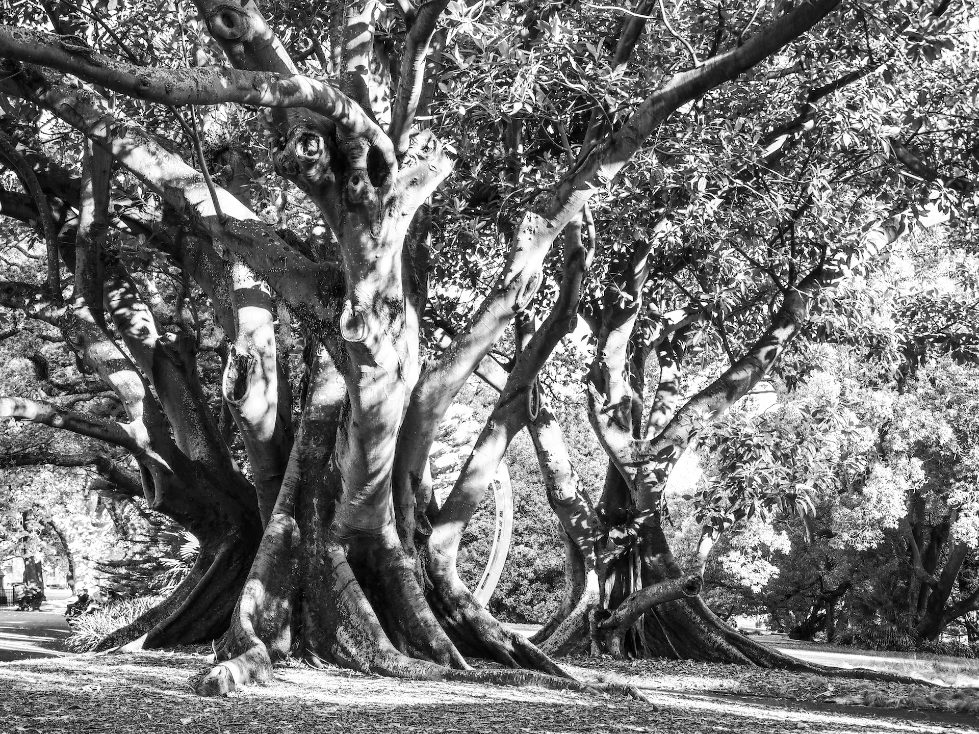 Albert Park Trees Street Photography Auckland