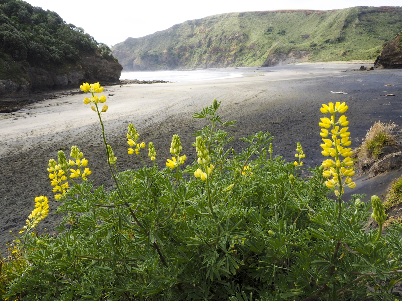 Bethells Beach Flowers