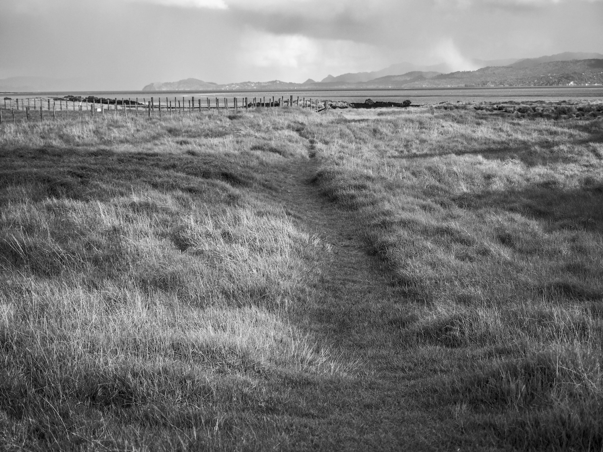 Grass Fields Ambury Park - Landscape Photography Auckland