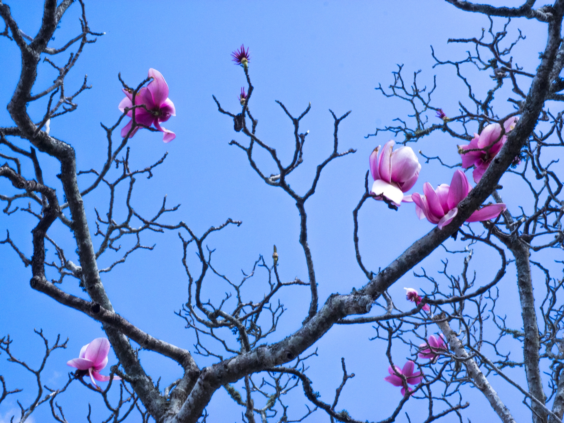 10 things to do in Auckland in spring Aucklife