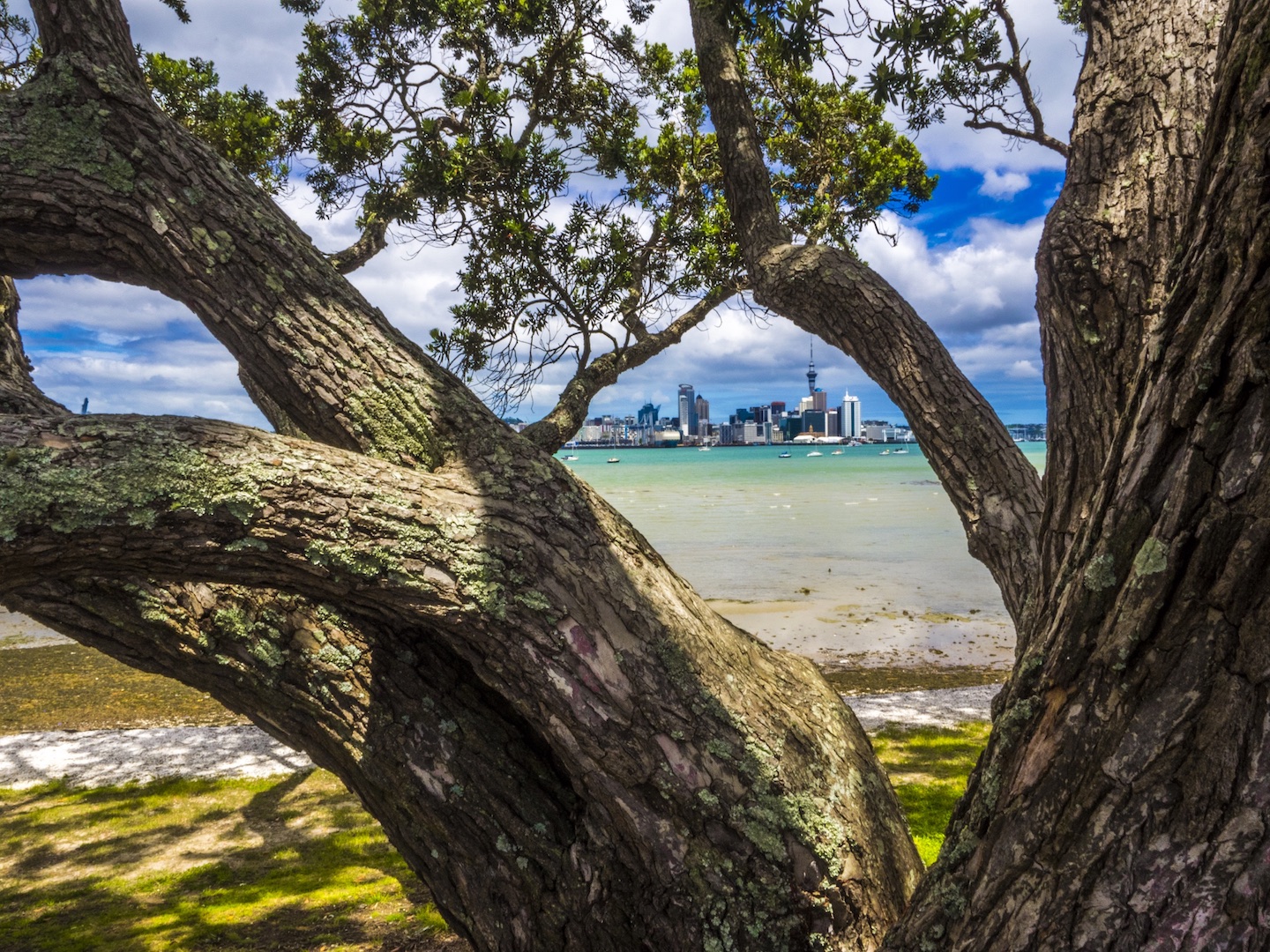 devonport-view-auckland-skyline