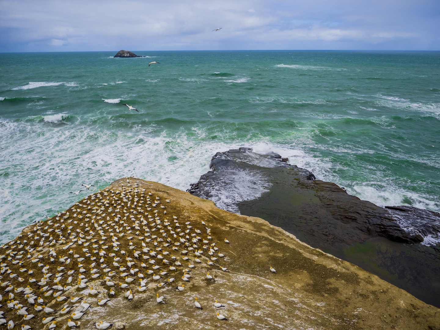 muriwai-gannet-bird-colony