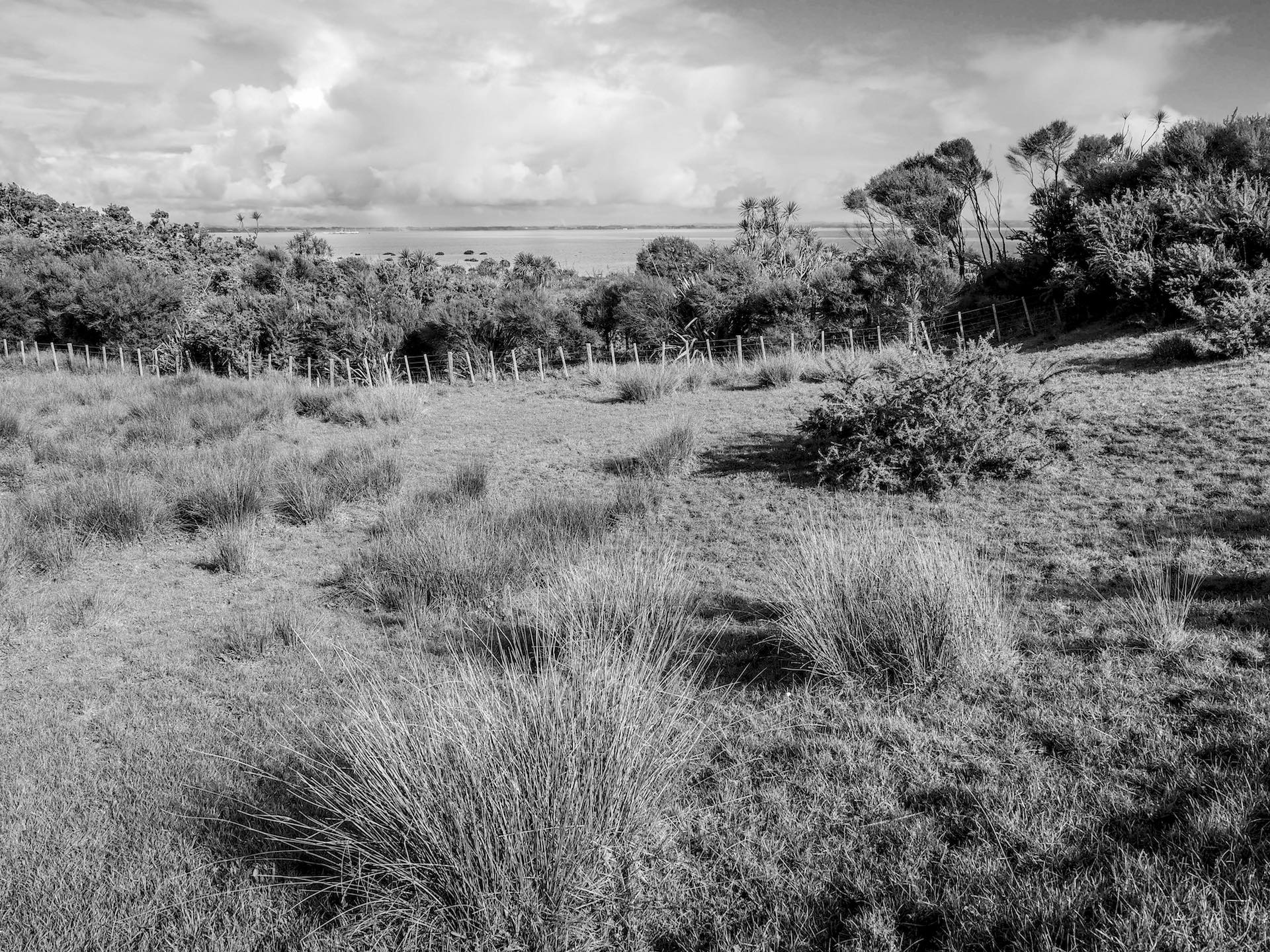 Puhinui Reserve Walk - Landscape Photography Auckland