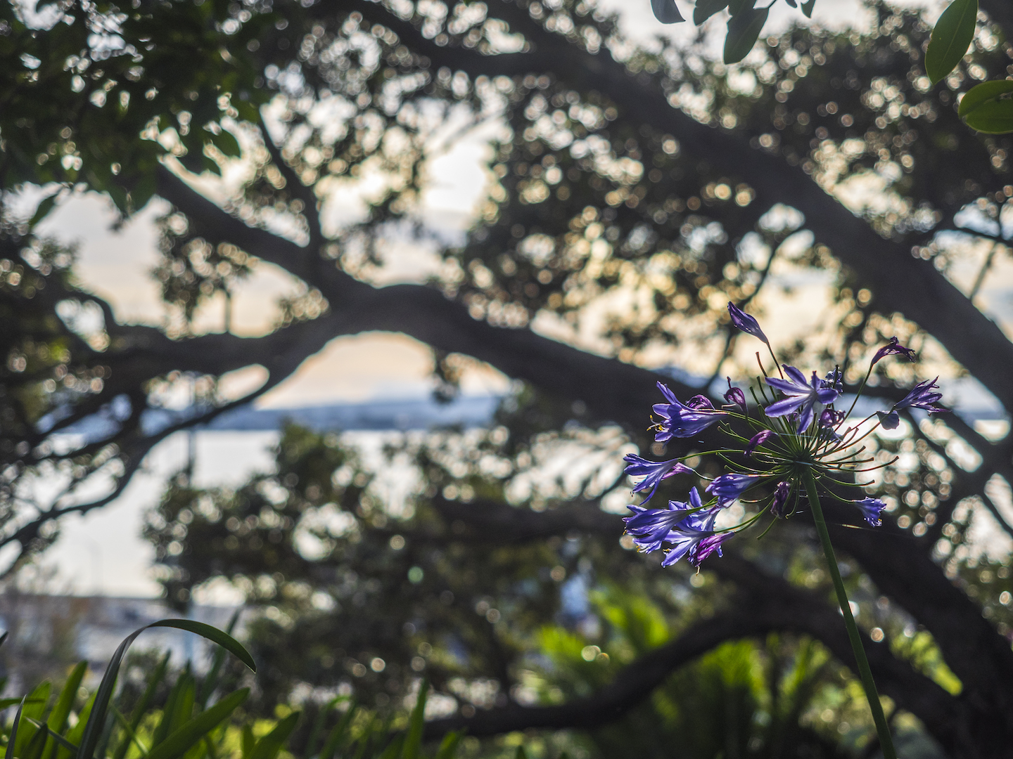 Flower & Sunrise in Dove Myer Robinson Park