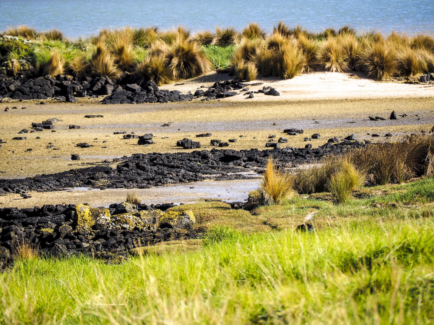 Ambury Park Wetlands - South Auckland Landscape Photography