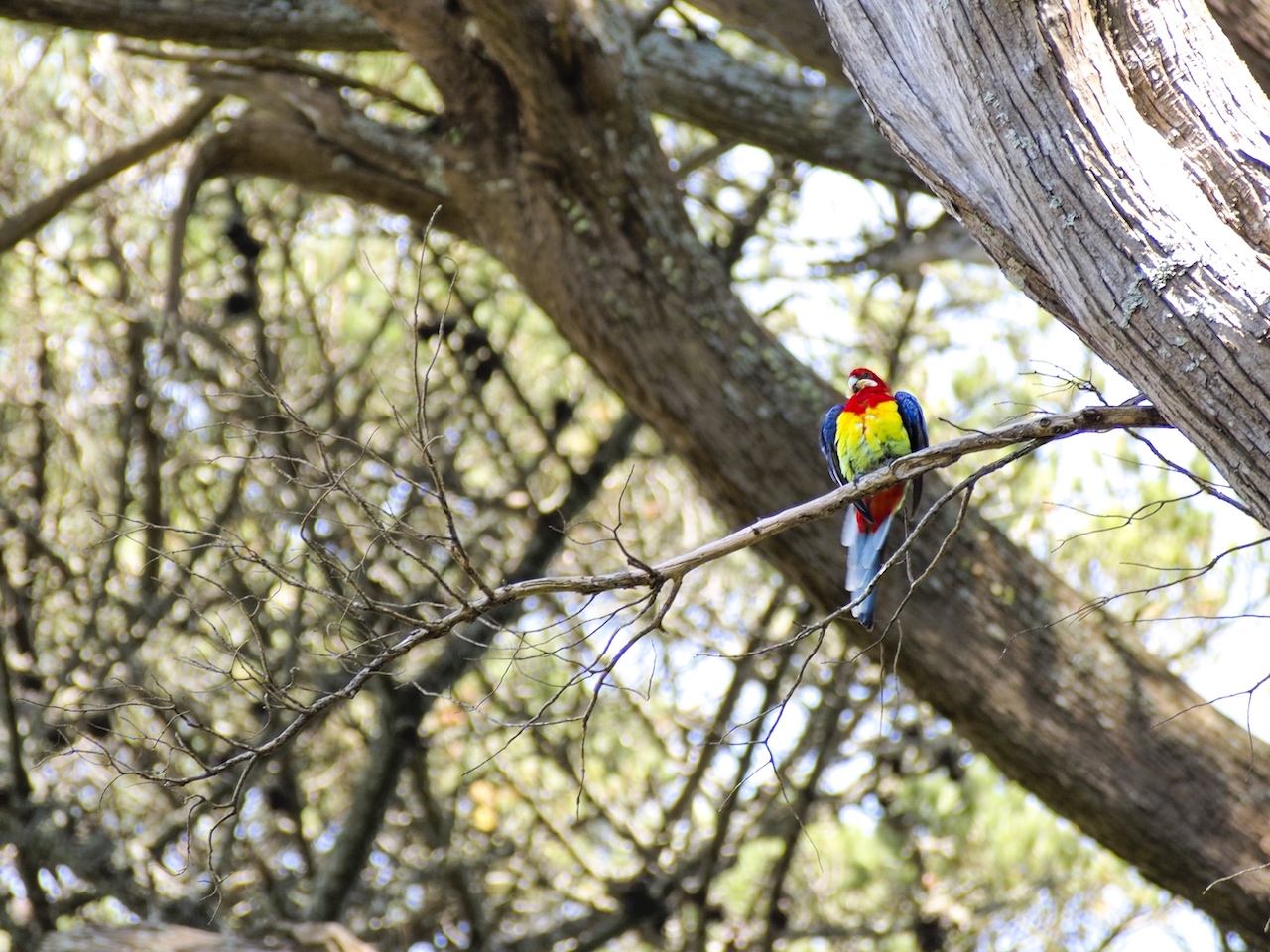Eastern Rosella - Red Parrots Auckland Street Photography