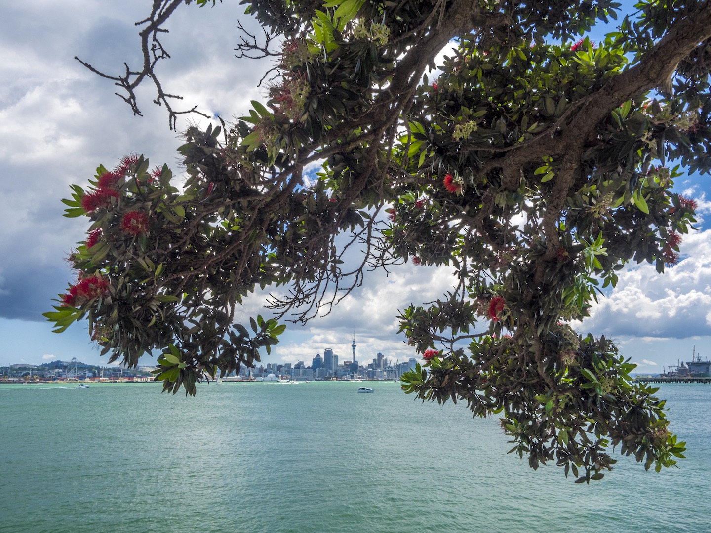 Auckland Skyline - Pohutukawa Tree