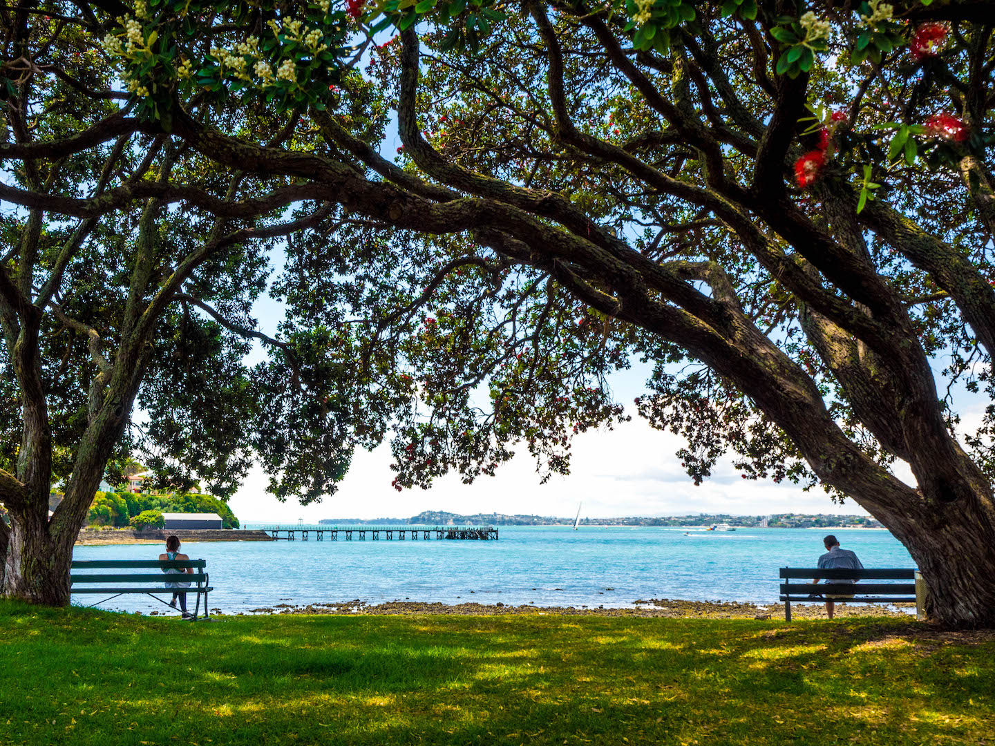 Lonely in Paradise - Devonport, Auckland New Zealand