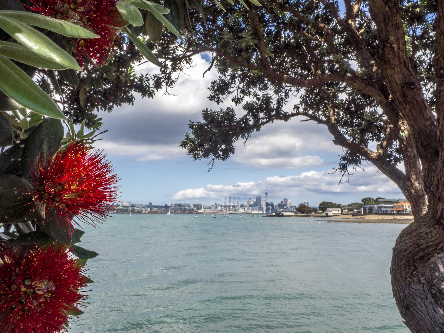 Pohutukawa Skyline Auckland New Zealand