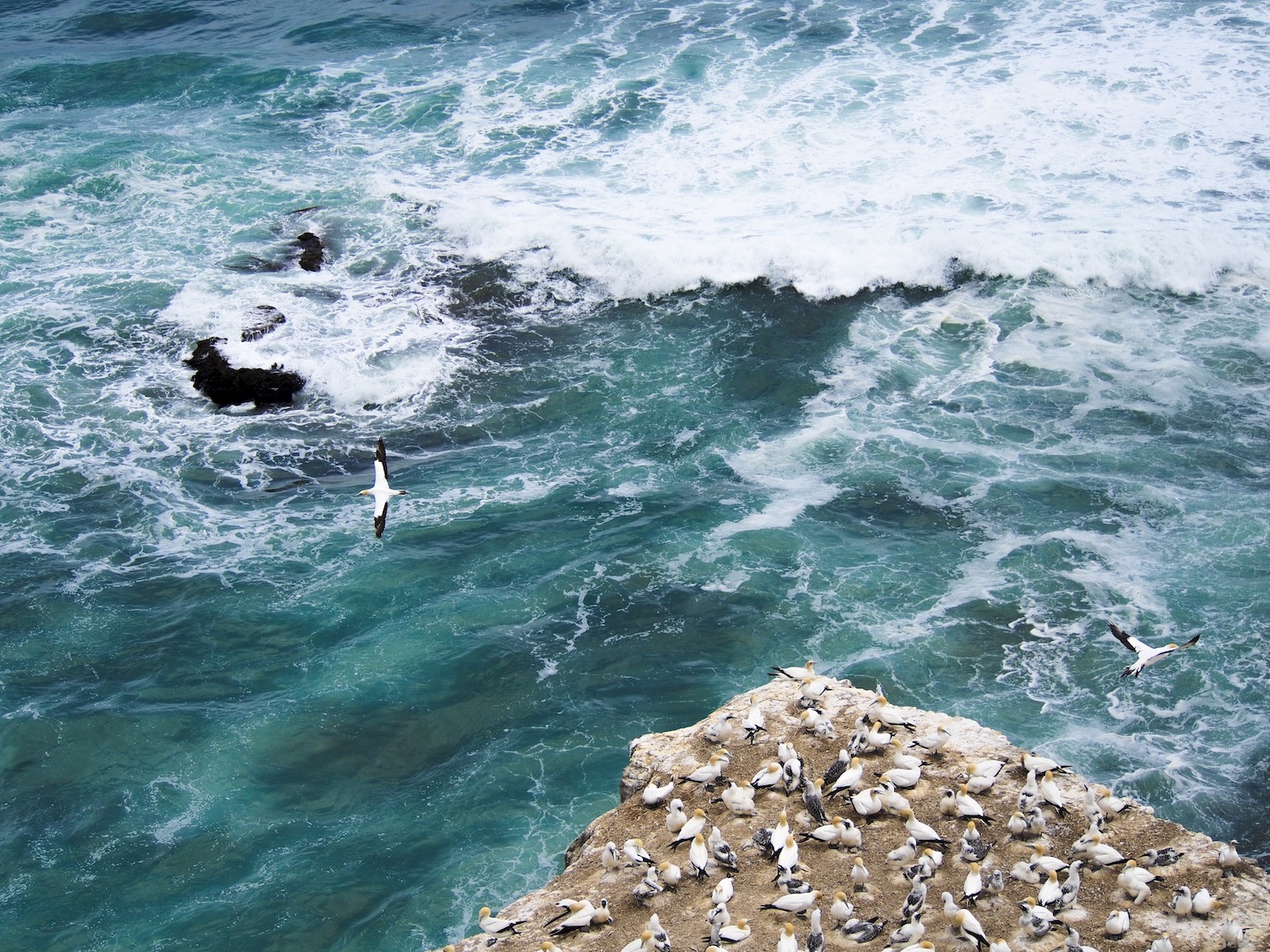 Summer at Muriwai Gannet Colony - Auckland New Zealand