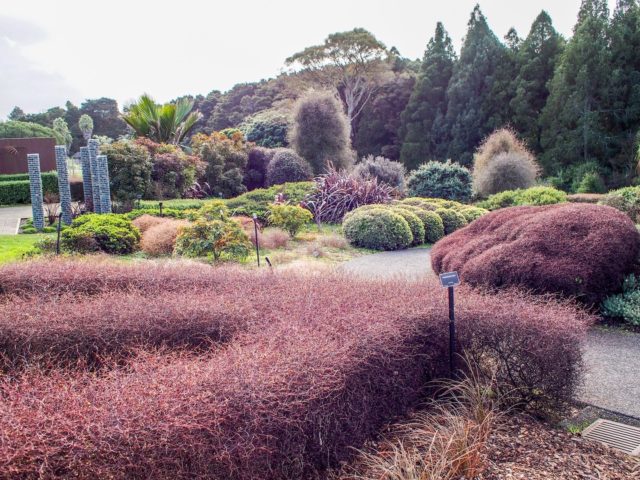 Auckland Botanical Gardens Plants