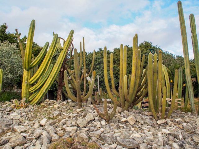 Auckland Botanical Gardens Cactus