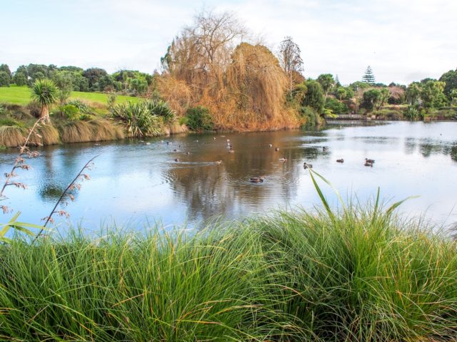Auckland Botanical Gardens Pond