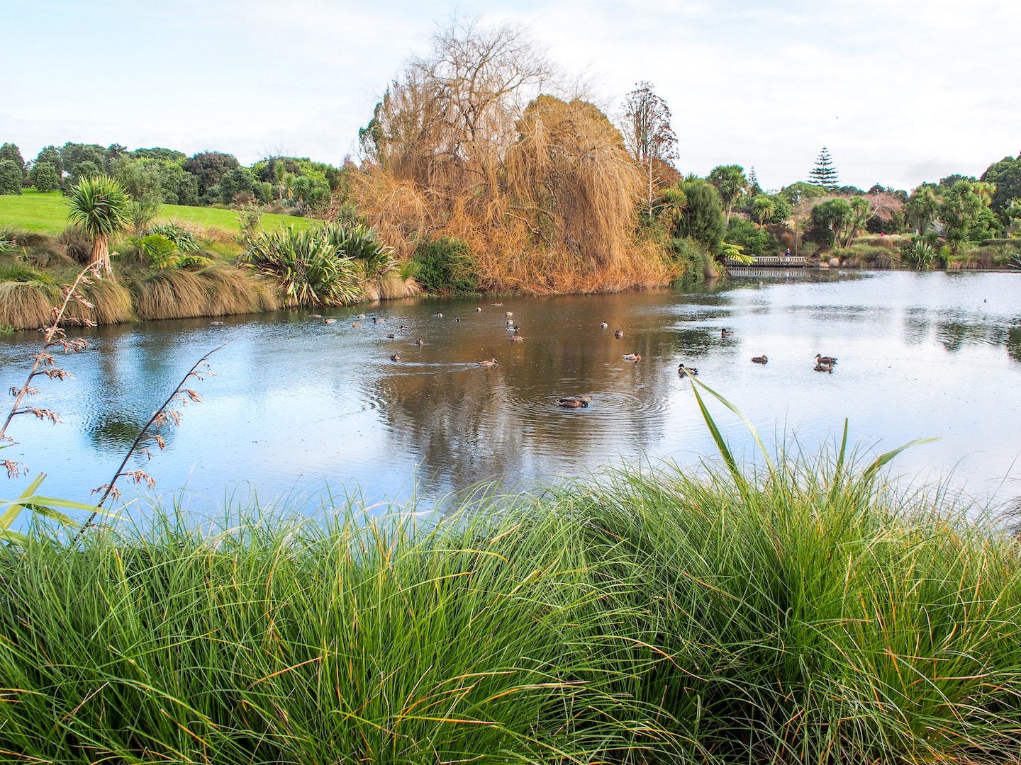 Auckland Botanical Gardens Pond – Aucklife