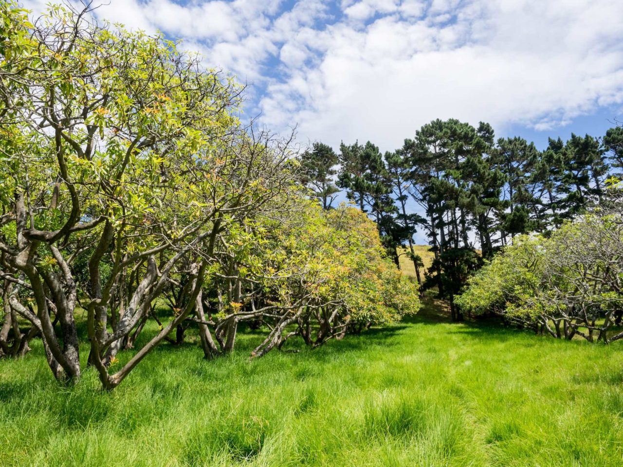 Auckland Public Avocado Orchard Tree Rows