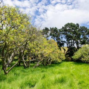 Auckland Public Avocado Orchard Tree Rows
