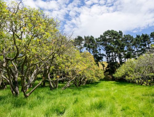 Auckland Public Avocado Orchard Tree Rows
