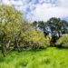 Auckland Public Avocado Orchard Tree Rows
