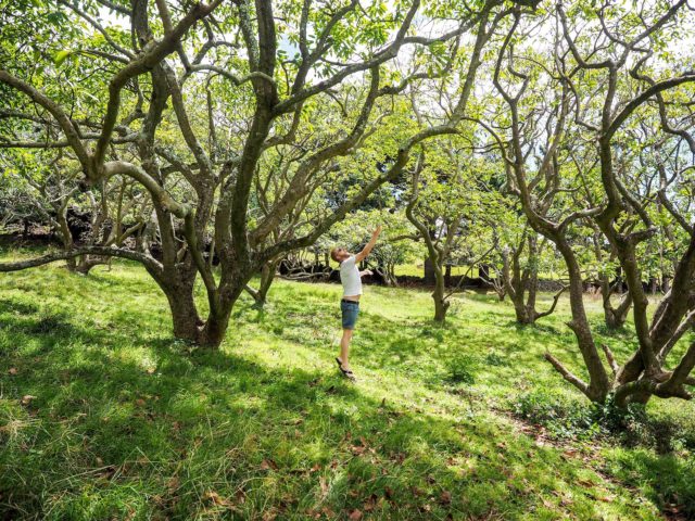 Avocado Trees at Aucklands Avocado Orchard - Otuataua Stonefields