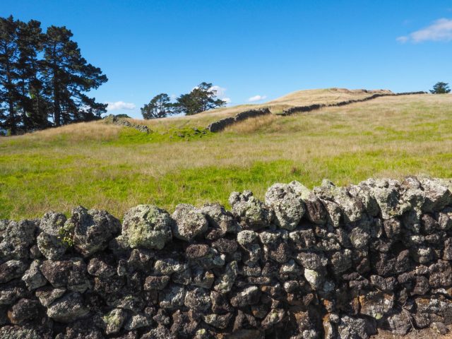 Auckland Avocado Orchard - Otuataua Stonefields