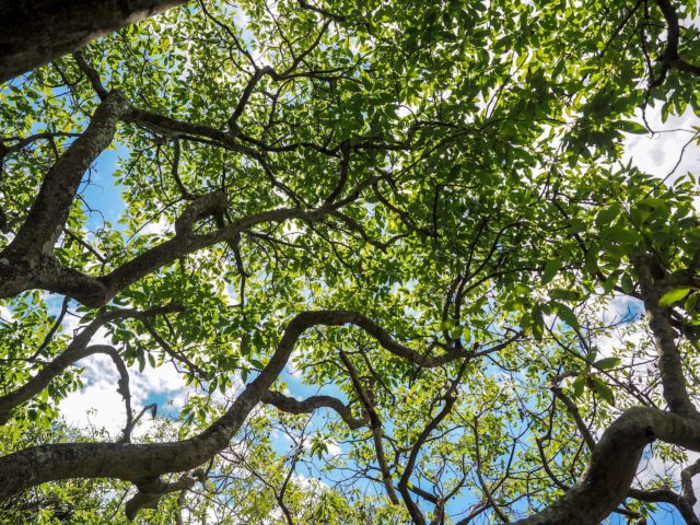 Avocado Trees at Aucklands Avocado Orchard - Otuataua Stonefields