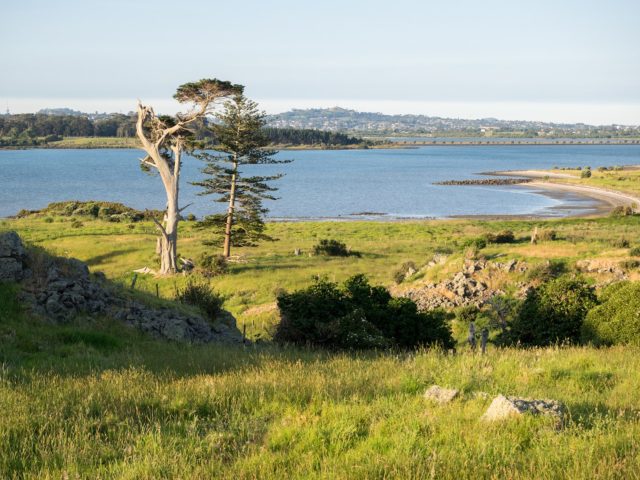Auckland Avocado Orchard Coast Line - Otuataua Stonefields
