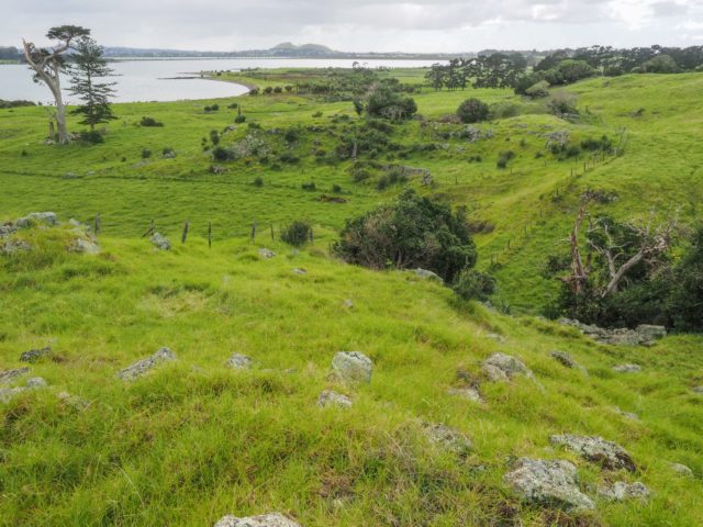 Auckland Avocado Orchard Surroundings - Otuataua Stonefields