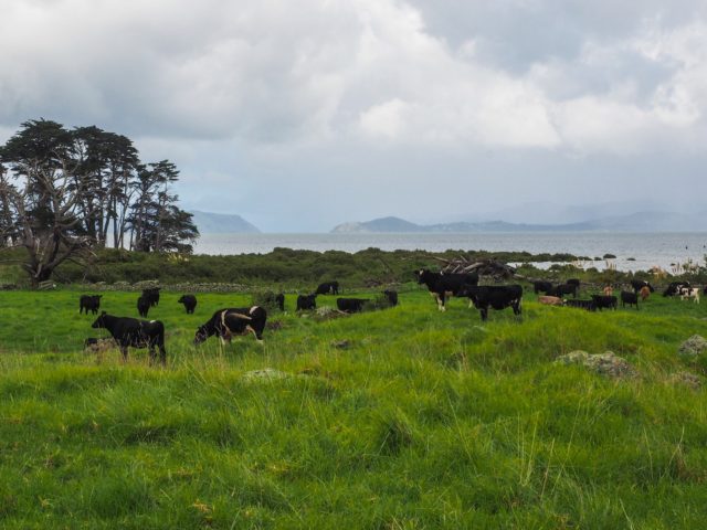 Cows Near Aucklands Avocado Orchard - Otuataua Stonefields