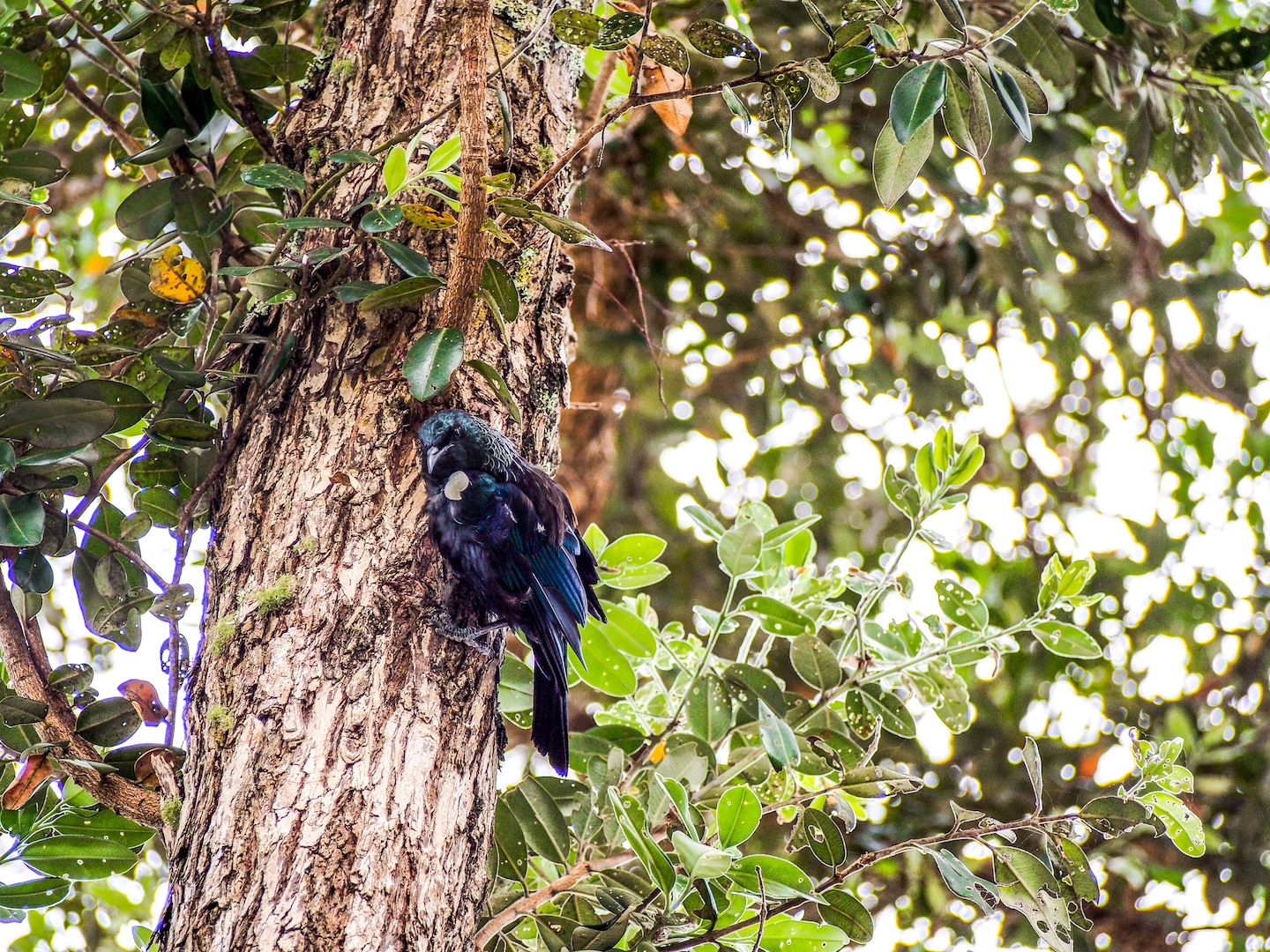 Tui Bird in a Tree - Street Photography Auckland