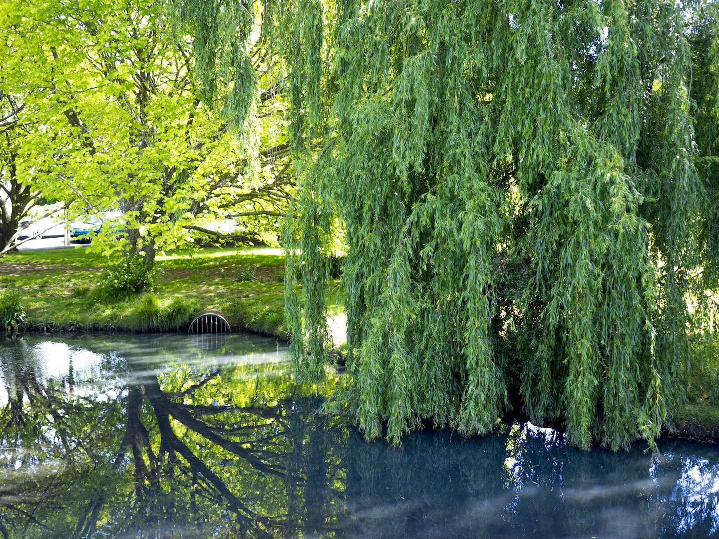 Willow Trees at Portland Reserve in Remuera
